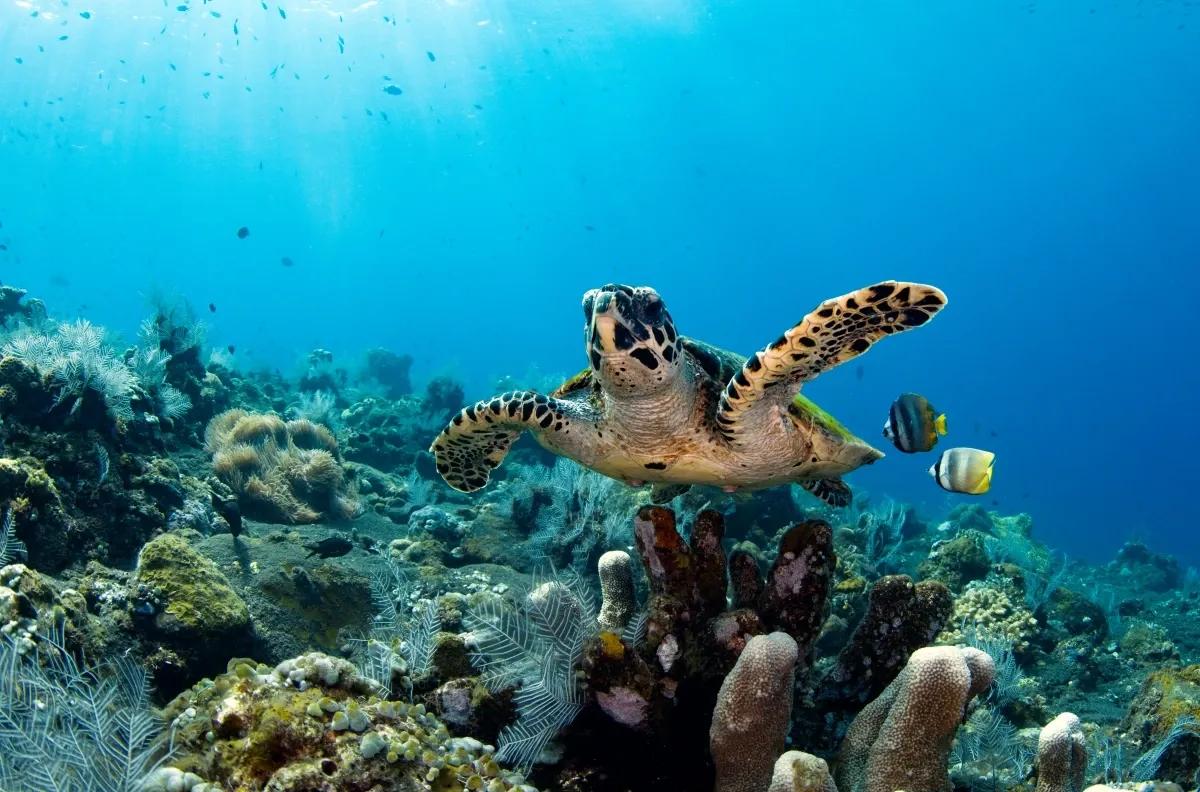 bagaimana cara menjaga kelestarian laut